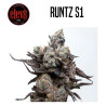 ELEV8 SEEDS RUNTZ S1