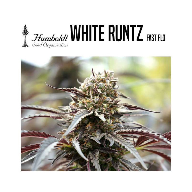 WHITE RUNTZ FAST FLOWERING
