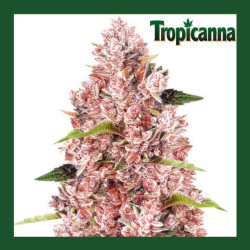TROPICANNA AUTO MEDICAL NOVA