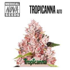 TROPICANNA AUTO MEDICAL NOVA