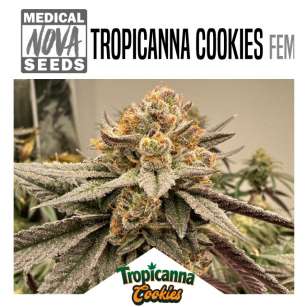 TROPICANNA COOKIES