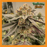 TROPICANNA COOKIES