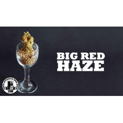 Big red haze auto - Medical Nova Seeds