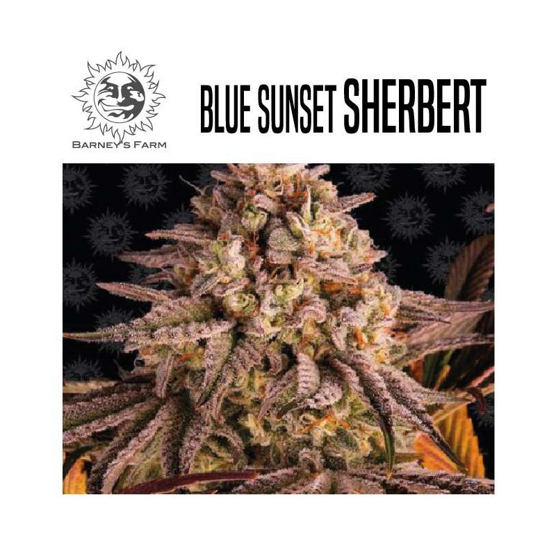 BLUE SUNSET SHERBET