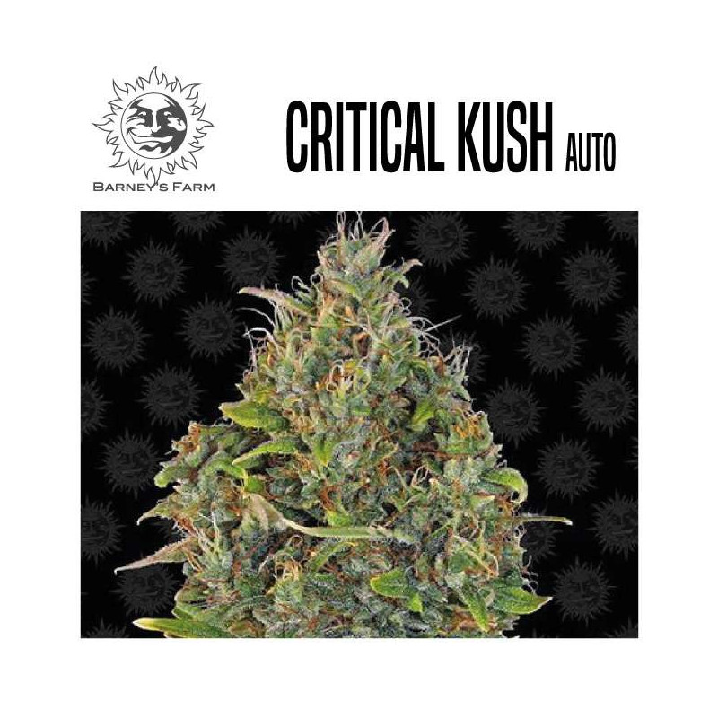CRITICAL KUSH AUTO 