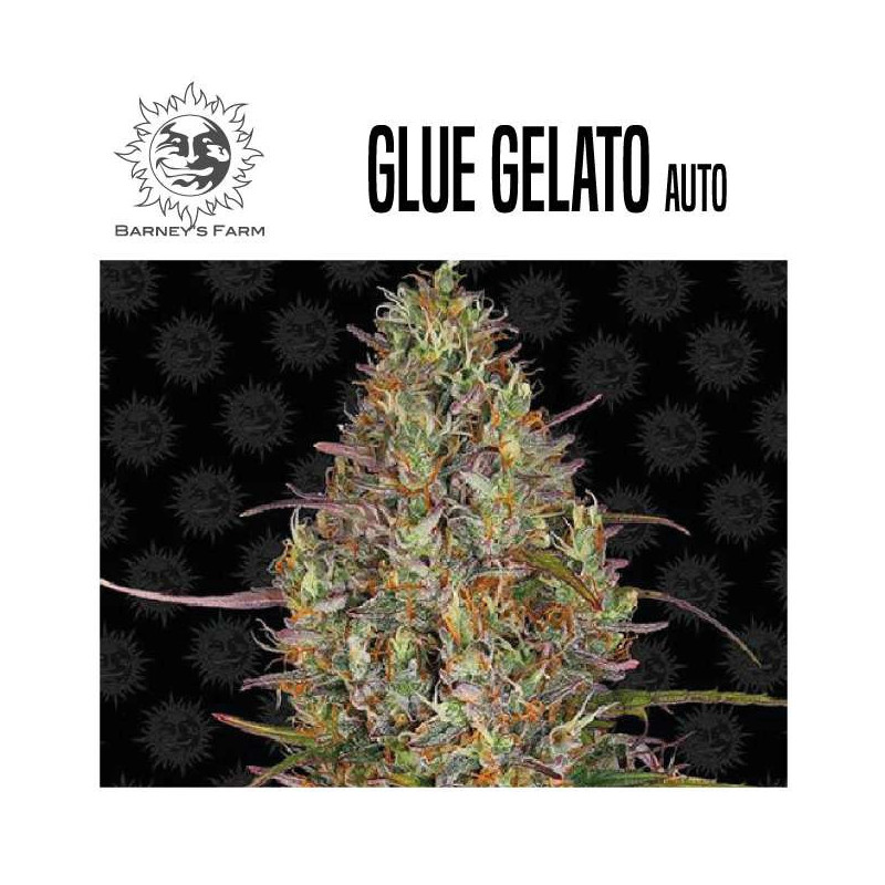 GLUE GELATO AUTO