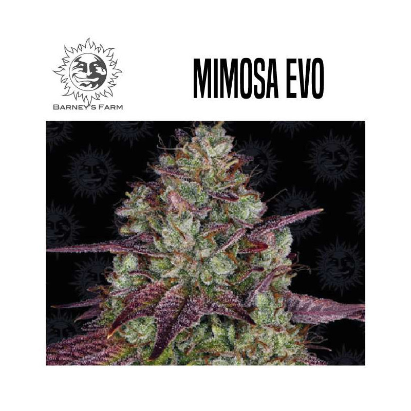 MIMOSA EVO 