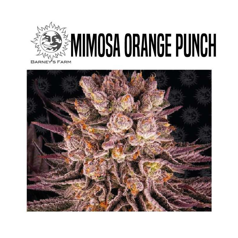 MIMOSA X ORANGE PUNCH