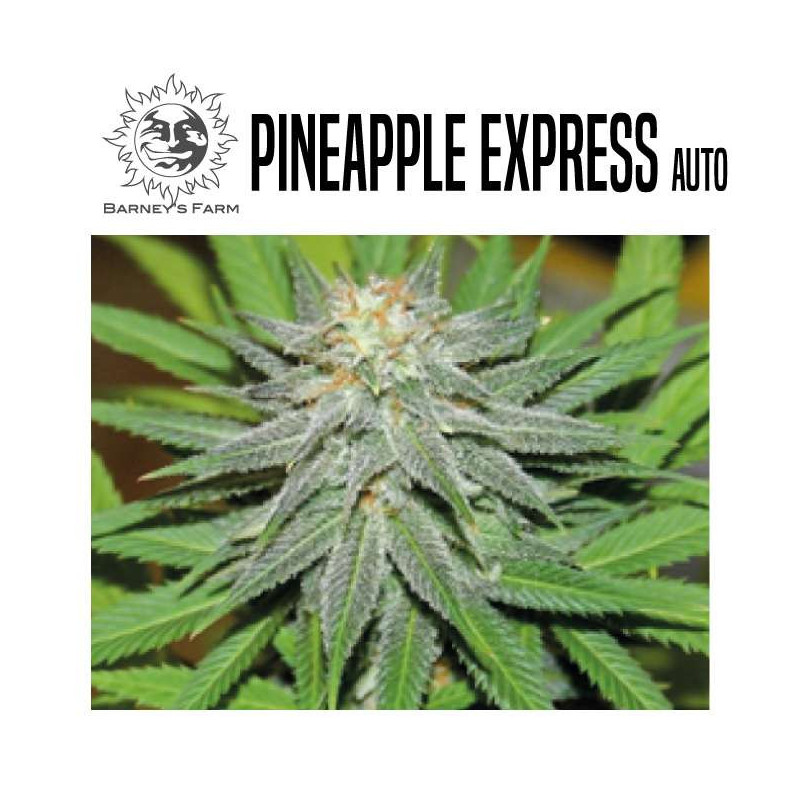 PINEAPPLE EXPRESS AUTO