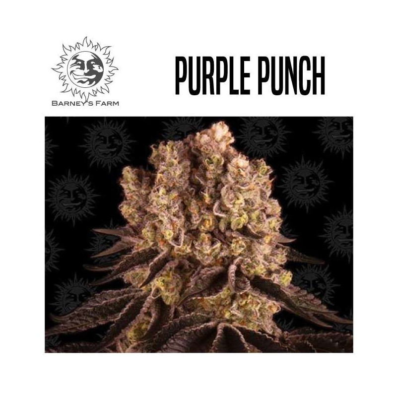 PURPLE PUNCH