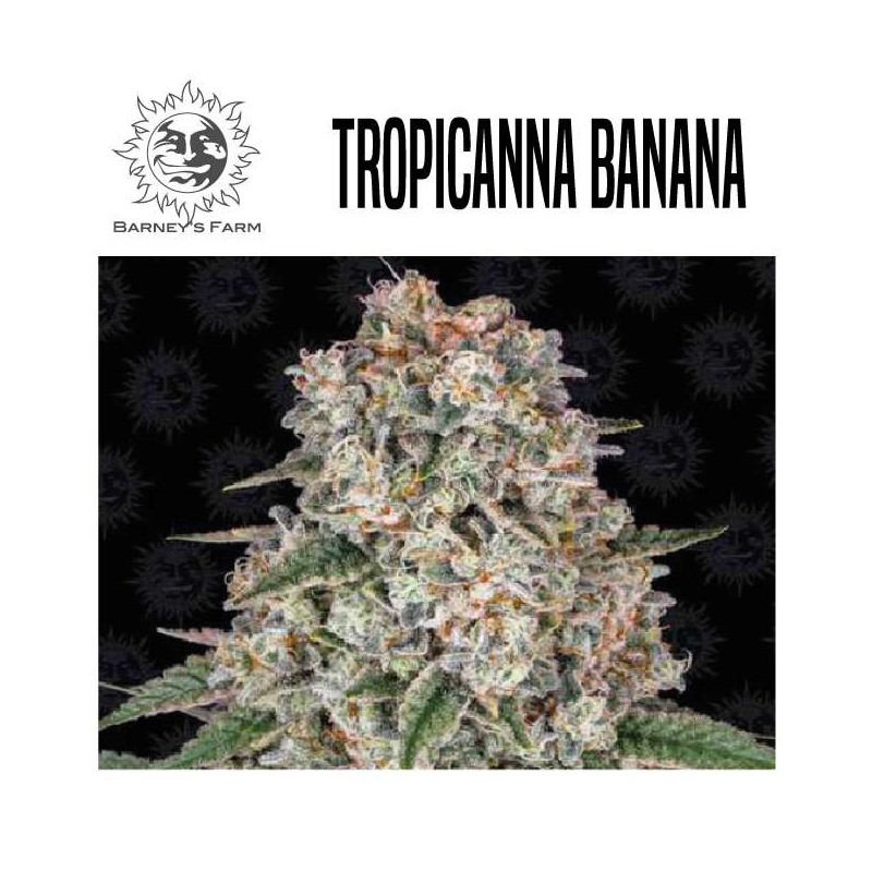 TROPICANNA BANANA