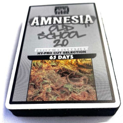 Amnesia Haze old school -Medical Nova Seeds