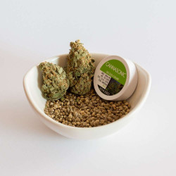 Cannasonic   Big Bud x Skunk - Medical Nova Seeds
