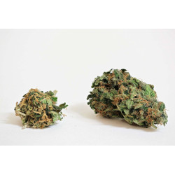 Cannasonic   Big Bud x Skunk - Medical Nova Seeds
