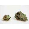 Cannasonic   Big Bud x Skunk - Medical Nova Seeds