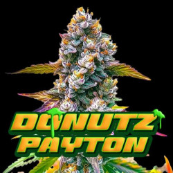 DONUTZ PAYTON