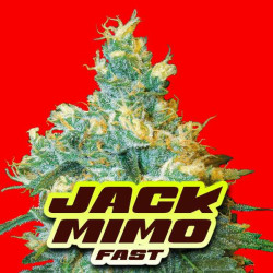 JACK MIMO