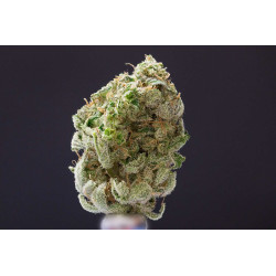 Blacknesia - Medical Nova Seeds
