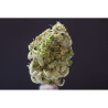 Blacknesia - Medical Nova Seeds