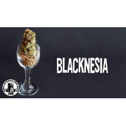 Blacknesia - Medical Nova Seeds