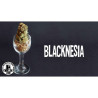 Blacknesia - Medical Nova Seeds