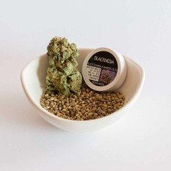 Blacknesia - Medical Nova Seeds