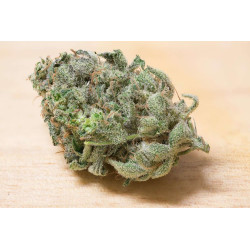 Blacknesia - Medical Nova Seeds