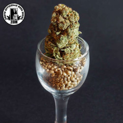 Blacknesia - Medical Nova Seeds