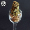 Blacknesia - Medical Nova Seeds