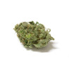 Blacknesia - Medical Nova Seeds