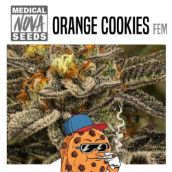 ORANGE COOKIES
