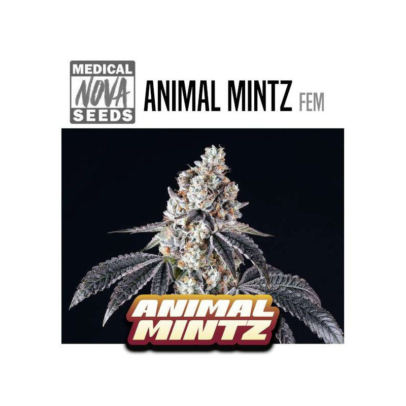 ANIMAL MINTZ