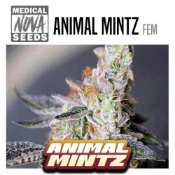 ANIMAL MINTZ