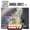 ANIMAL MINTZ