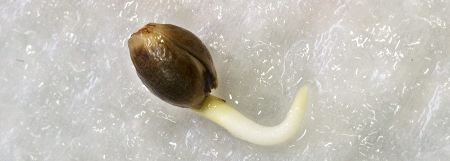 Graines de cannabis