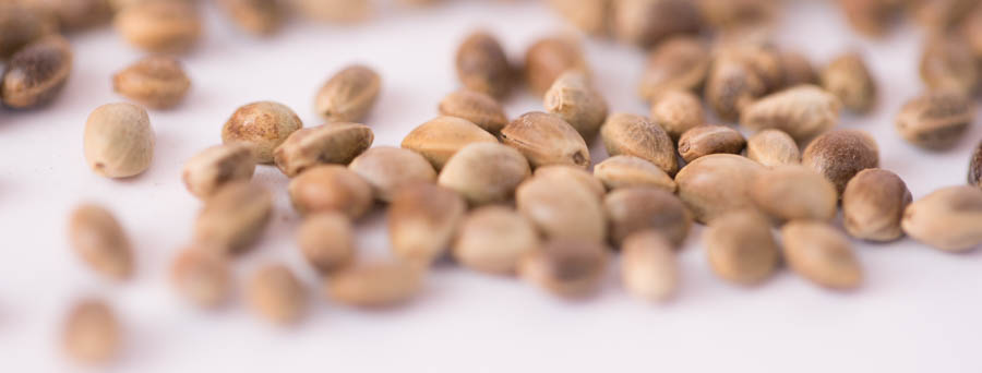 Graines de cannabiz