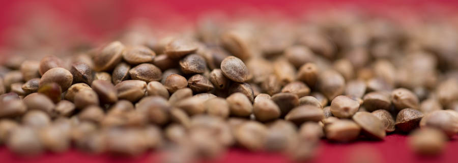 Graines de cannabiz