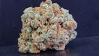 1024 - Medical Seeds vignette de la galerie photo zoom hd de 1024 cannabis