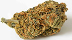 amnesia old school 2.0 - Medical Nova Seeds vignette de la galerie photo hd de la amnesia old school de medical nova seeds
