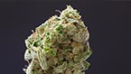 blacknesia - Medical Nova Seeds vignette de la galerie photo hd de la blacknesia de nova coop