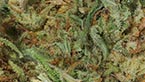 California Kush - Medical Nova Seeds vignette de la galerie photo hd de la california kush de medical nova seeds