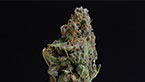 Cannasonic vignette de la galerie photo hd de la cannasonic