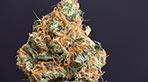 Flowerbomb Kush - HD vignette de la galerie photo zoom hd de Flowerbomb Kush by nova store 14