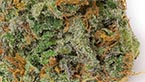 Hardala Candy - Medical Nova Seeds vignette de la galerie photo hd de la hardala candy de medical nova seeds