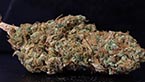 Jamaican Diesel vignette de la galerie photo hd de la jamaican diesel