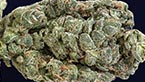 Medical nova seeds - LA Cheese vignette de la galerie photo hd de LA Cheese