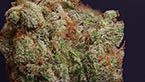 pink paradise - Medical Nova Seeds vignette de la galerie photo hd de la pink paradise de nova coop