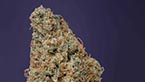 Respect - Reggae seeds vignette de la galerie photo hd respect de reggae seeds