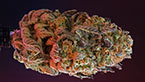 Trainwreck - humboldt seeds vignette de la galerie photo zoom hd de la trainwreck de humboldt seeds