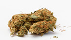 Medical nova seeds - sur fond blanc vignette de la galerie photo hd de medical nova seeds sur fond blanc